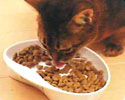 エイムクリエイツ/mju:(ミュー)ネコにやさしい食器