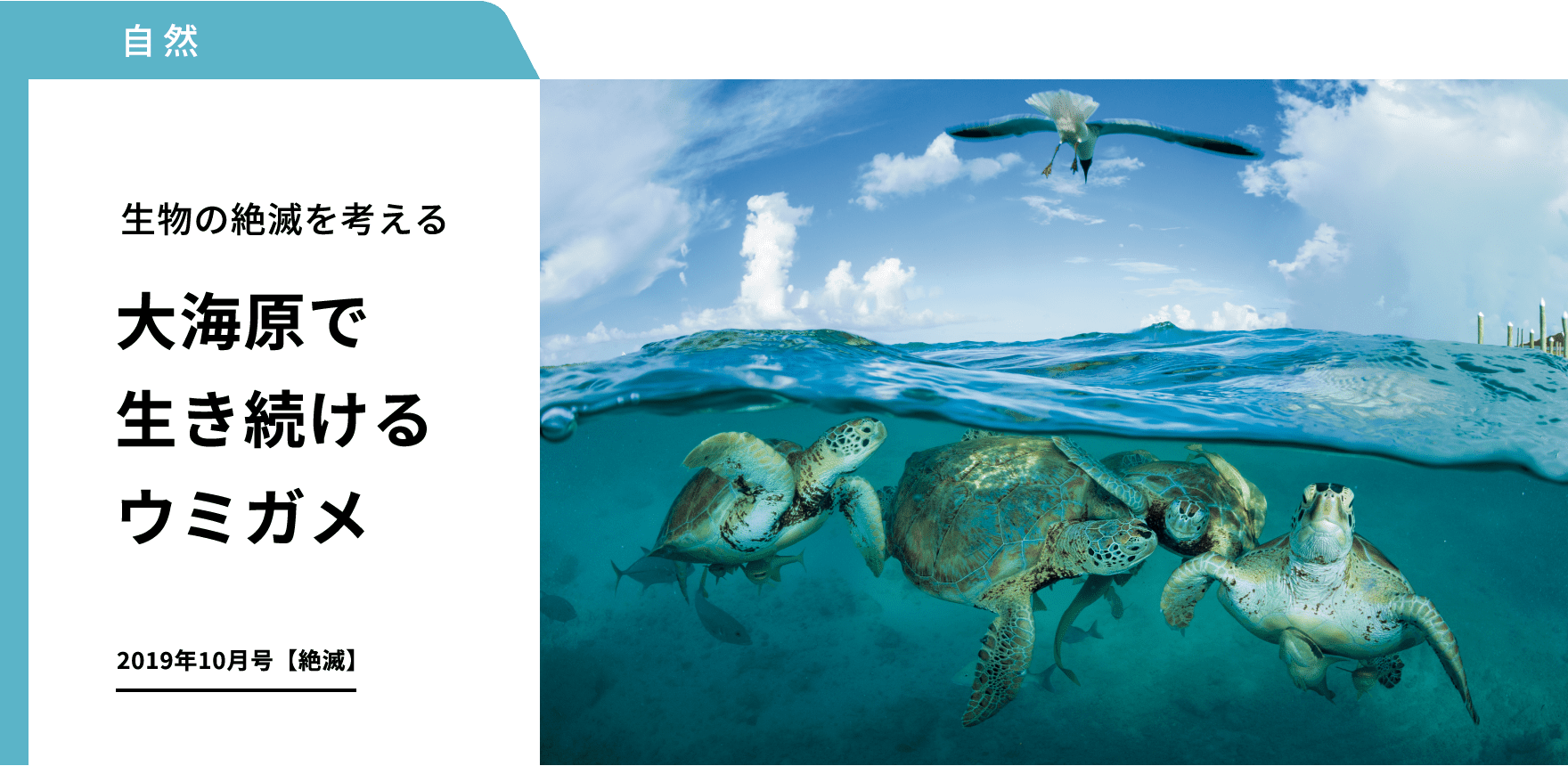 自然 生物の絶滅を考える 大海原で生き続けるウミガメ 2019年10月号【絶滅】