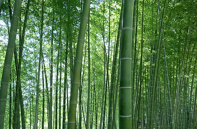 lobal Market: Juicy-making the finest bamboo c