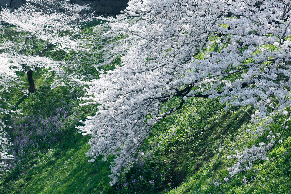 今日のコラム/春、桜から何を想う。