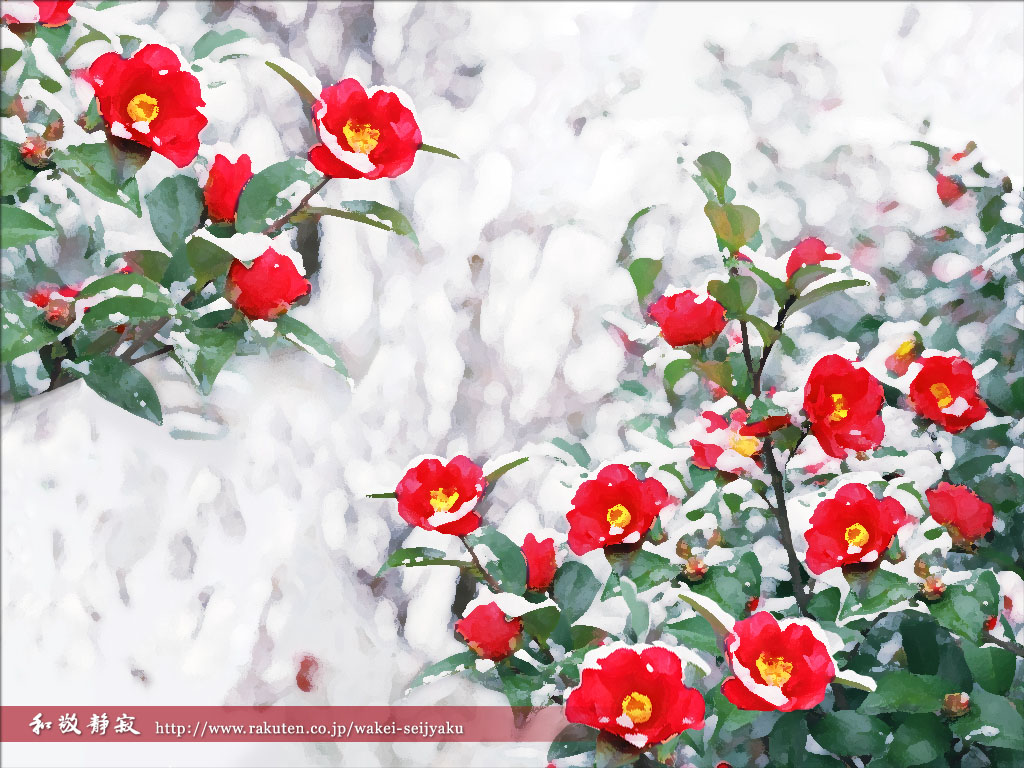 冬 つばき 和風 和柄 日本的 テイストなpcデスクトップ壁紙 画像集 画像大量 Naver まとめ