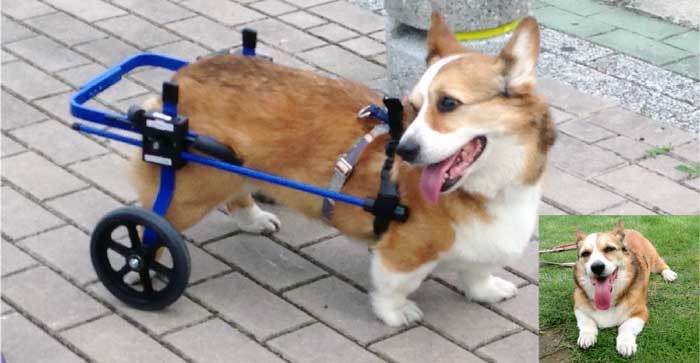 K9カート犬用車椅子 [スタンダード] 後脚サポート XS・猫(5kg未満)用 