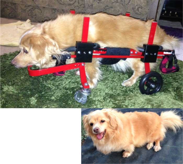 犬用車椅子　モニ
