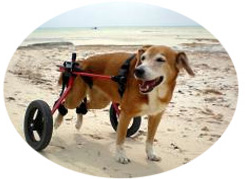１ヶ月レンタルK9カート犬用車椅子 [スタンダード 後脚サポート S