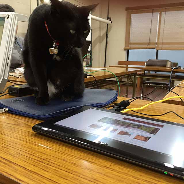 パソコンを見る黒猫チョビ-副店長