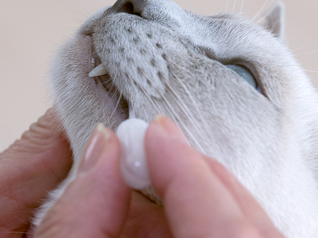 プロバイオデンタルペット Pro Bio Dental Pet
