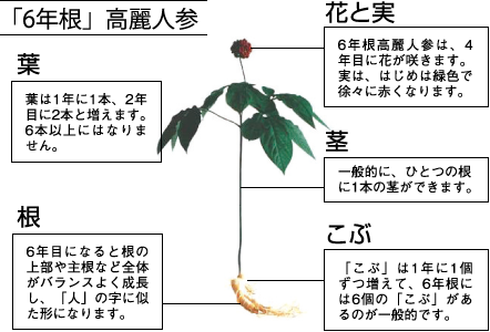 葉:葉は1年に1本、2年に2本と増えます。6本以上にはなりません。 根:6年目になると根の上部や主根など全体がバランスよく成長し、「人」の字に似た形になります。 花と実:6年根高麗人参は、4年目に花が咲きます。実は、はじめは緑色で徐々に赤くなります。 茎:一般的に、ひとつの根に1本の茎ができます。 こぶ:「こぶ」は1年に1個ずつ増えて、6年根には6個の「こぶ」があるのが一般的です。