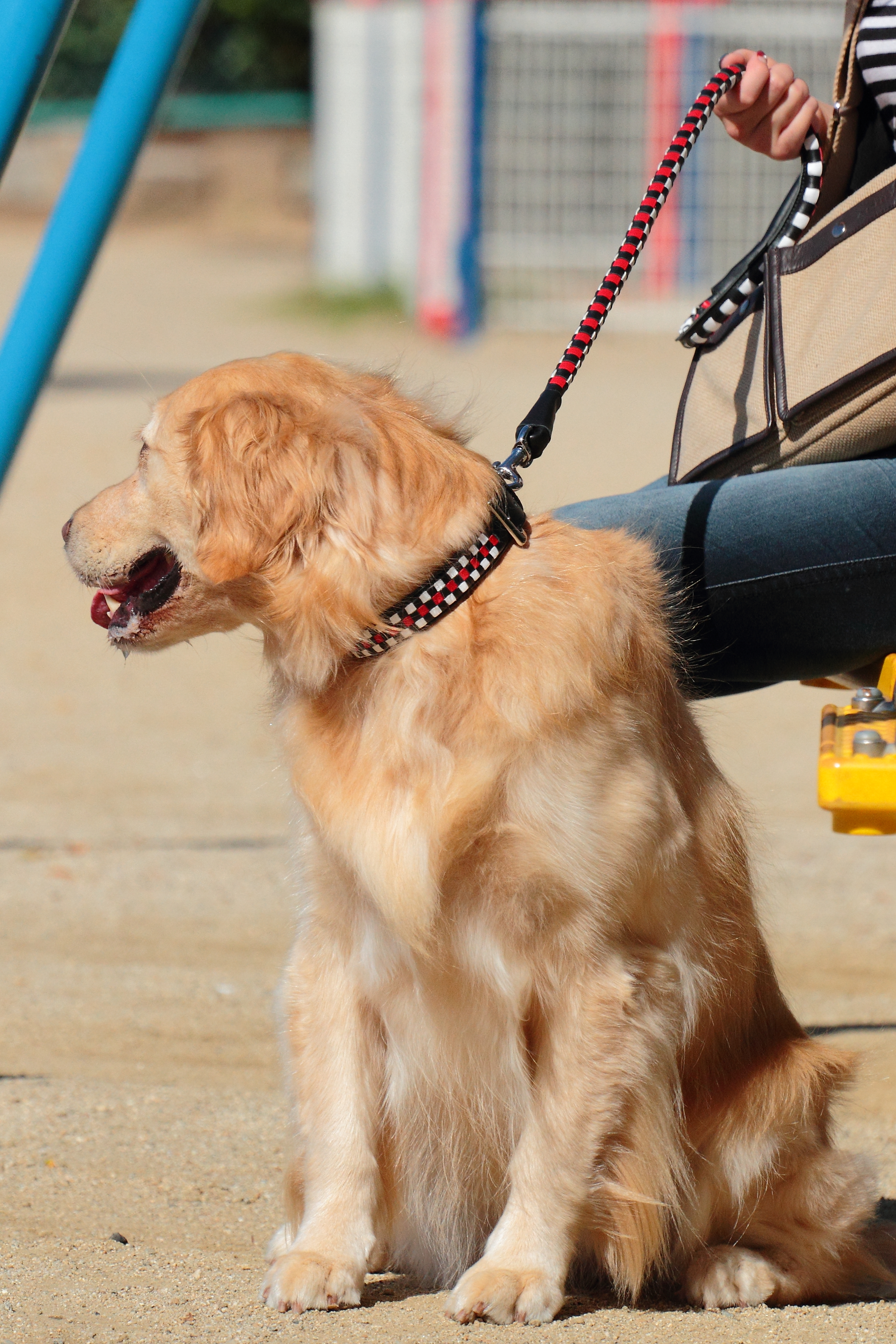 【楽天市場】愛犬 首輪 ASHU ピッチ カラー サイズ：L【リードは別売り】 【犬 可愛い 犬の首輪 お散歩 レザー 革 誕生日 プレゼント