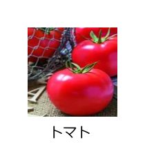 野菜種子01