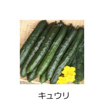 野菜種子03