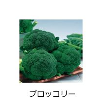 野菜種子05