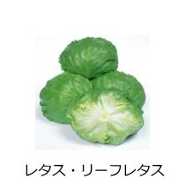 野菜種子07