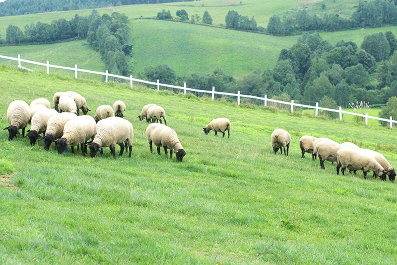 最高級メリノウールを提供する羊たち