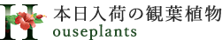 観葉植物 Houseplants