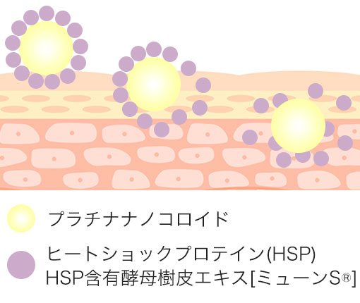 肌表面においてプラチナナノ化HSP®の美容成分の拡散状況を示す図