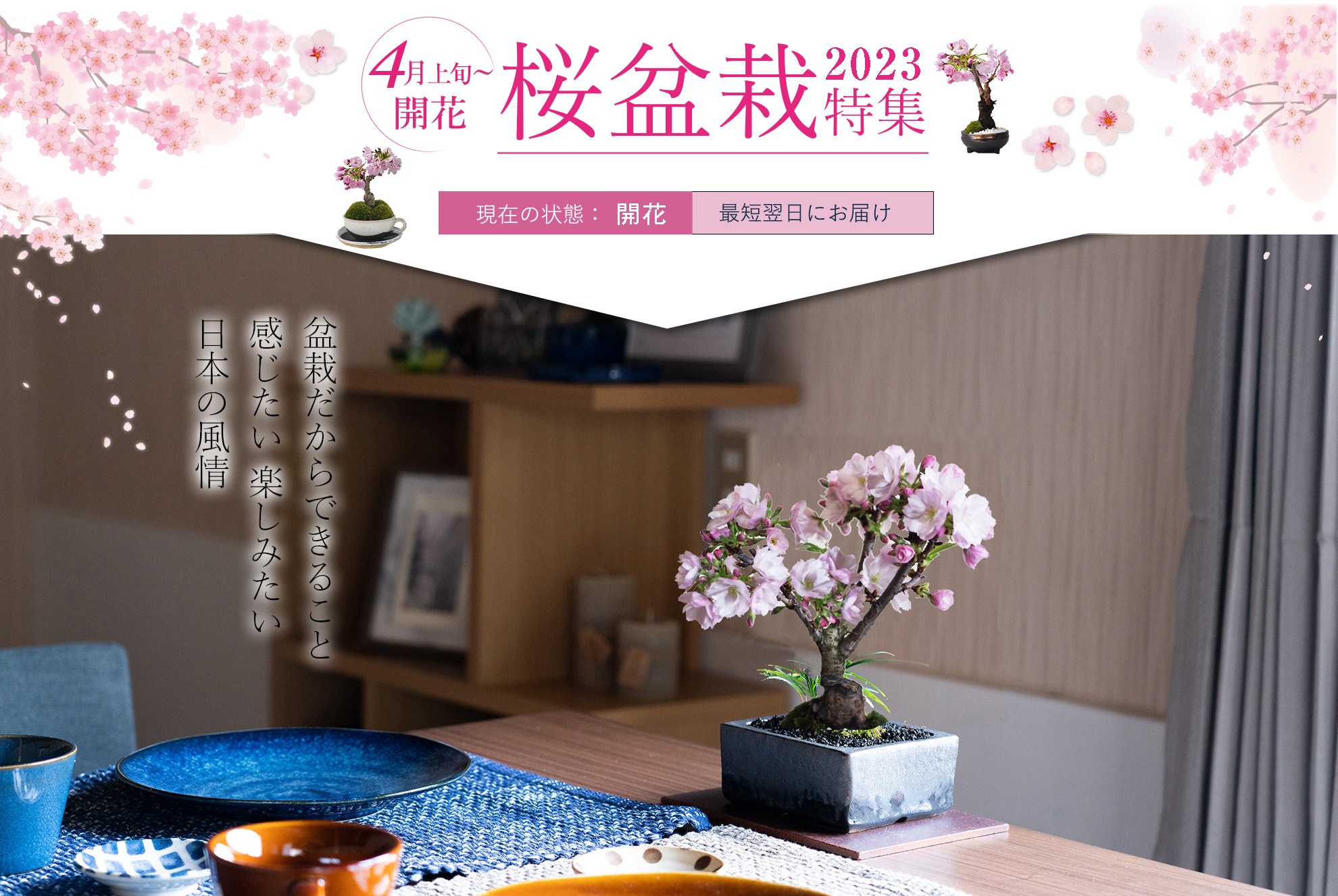 桜盆栽特集2023｜盆栽妙 楽天市場店