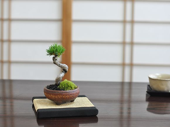 盆栽 九重五葉松【ミニ盆栽 bonsai ぼんさい ごようまつ 初心者 入門 ギフト ラッピング 人気】