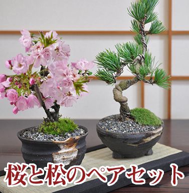 ペアセット桜と五葉松の盆栽【盆栽ミニ盆栽鉢植】