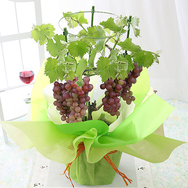 休肝日を愉しむ～デザート編～果樹鉢・幻の葡萄「タノレッド」