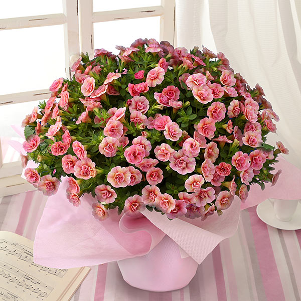 カリブラコア鉢・あふれ咲き「お花のシャワー・ピーチ」
