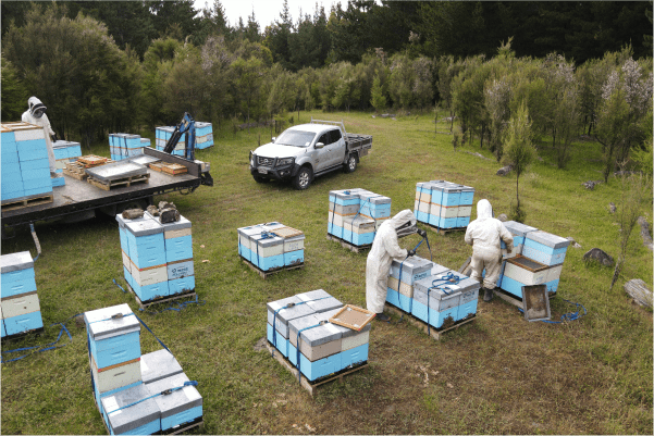 ニュージーランドの養蜂風景