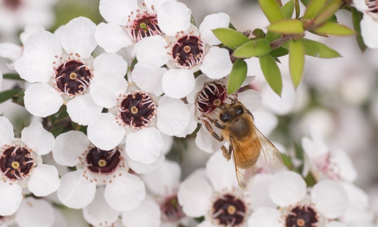 「マヌカ」という植物の花蜜をミツバチが集めて完成する蜂蜜