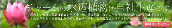 定番のお歳暮 （ビオトープ）睡蓮 温帯性睡蓮（スイレン）（白〜桃） エルサレムドーン ＪｅｒｕＳａｌｅｍ Ｄａｗｎ （１ポット） 観葉植物 