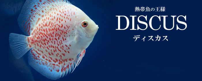 熱帯魚の王様 ｄｉｓｃｕｓ ディスカス特集 チャーム ペット ガーデニング インテリア雑貨の専門店