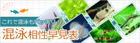 （熱帯魚）プリステラ（６匹）　北海道・九州航空便要保温