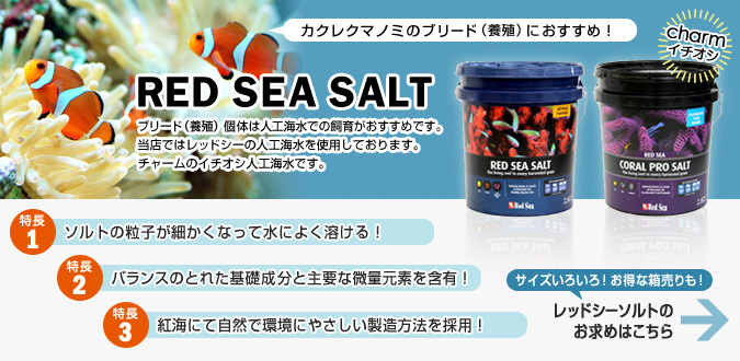 日本正規代理店品（海水魚）ペルクラクラウン（ワイルド）（１匹） 熱帯魚・アクアリウム