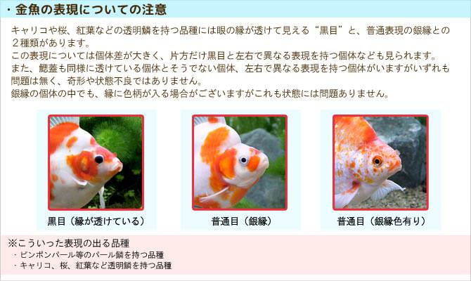 金魚の表現についての注意