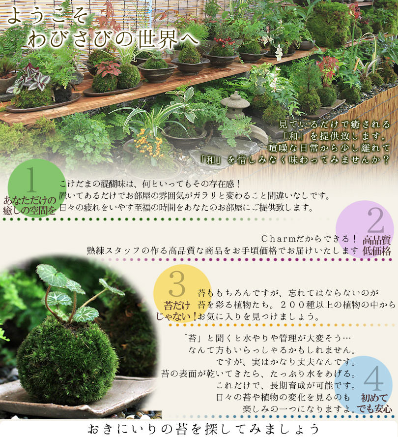 2021最新のスタイル 観葉植物 苔 おまかせ苔 プチ素焼き鉢 １個 visitmangystau.kz
