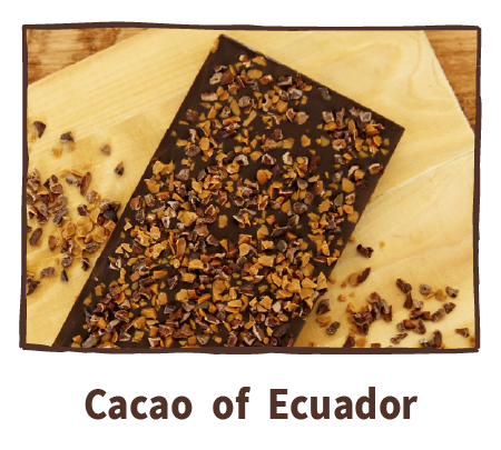 Cacao of Ecuador