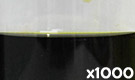 「ハイメロンP-2 （緑色着色料製剤）」の水溶希釈例（1000倍）