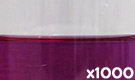 「ハイレッドV80 （ムラサキイモ色素）」の水溶希釈例（1000倍）