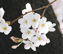 京都府 桜