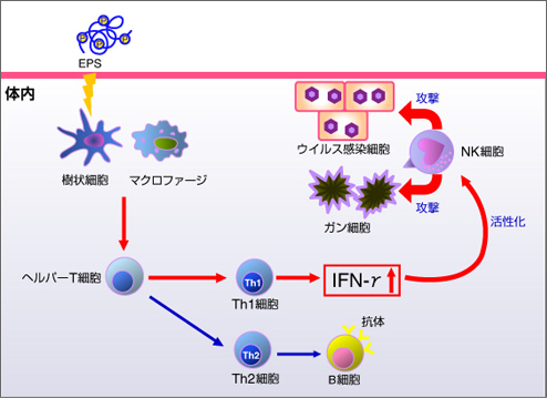 1073r 1乳酸菌 Nk細胞の研究レポート