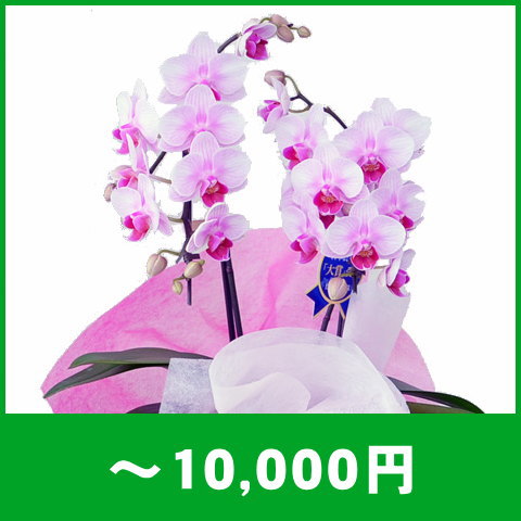 胡蝶蘭～10,000円