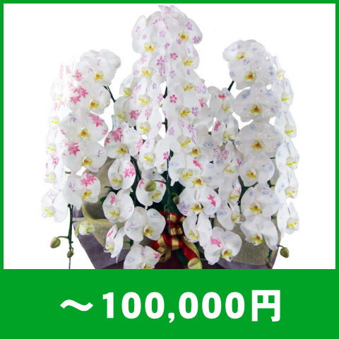 胡蝶蘭～100,000円