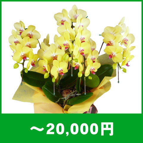 胡蝶蘭～20,000円