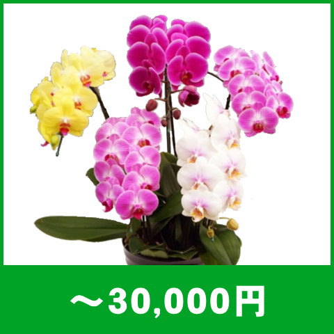 胡蝶蘭～30,000円
