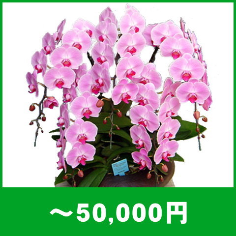 胡蝶蘭～50,000円