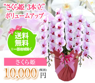 胡蝶蘭10000円