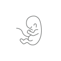 胎児のイラスト