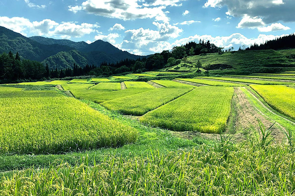北秋田市 収穫風景