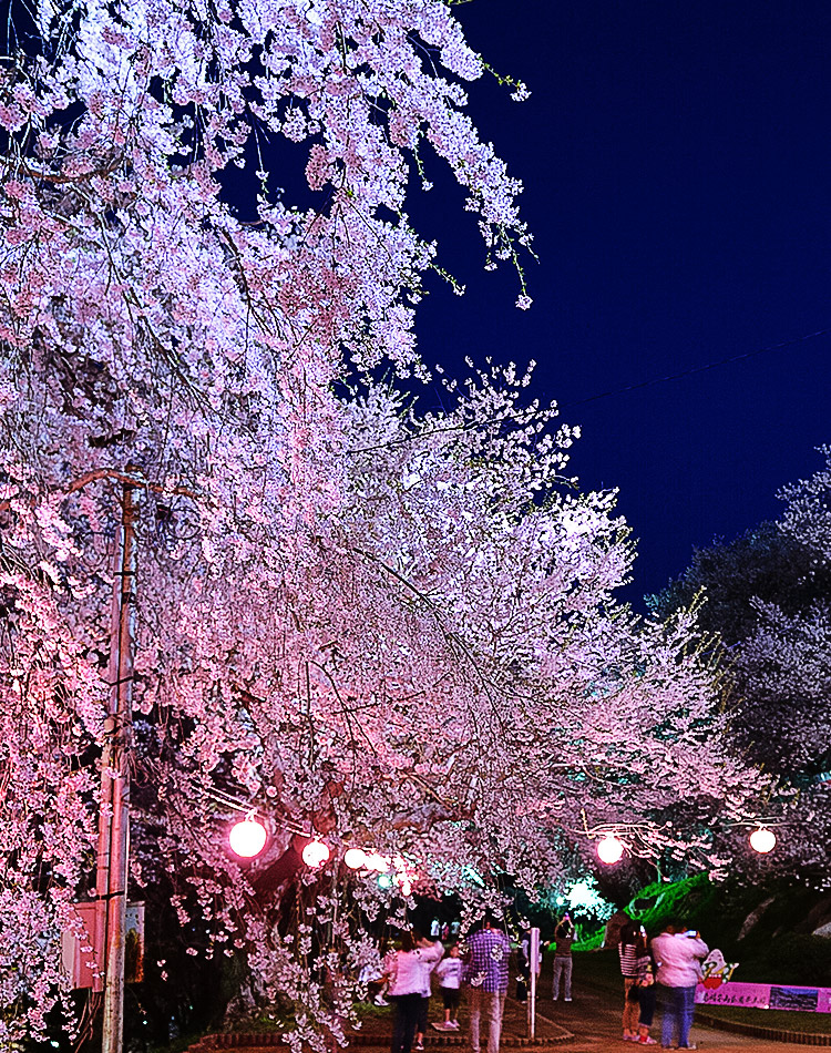 桜の名所 烏帽子山公園