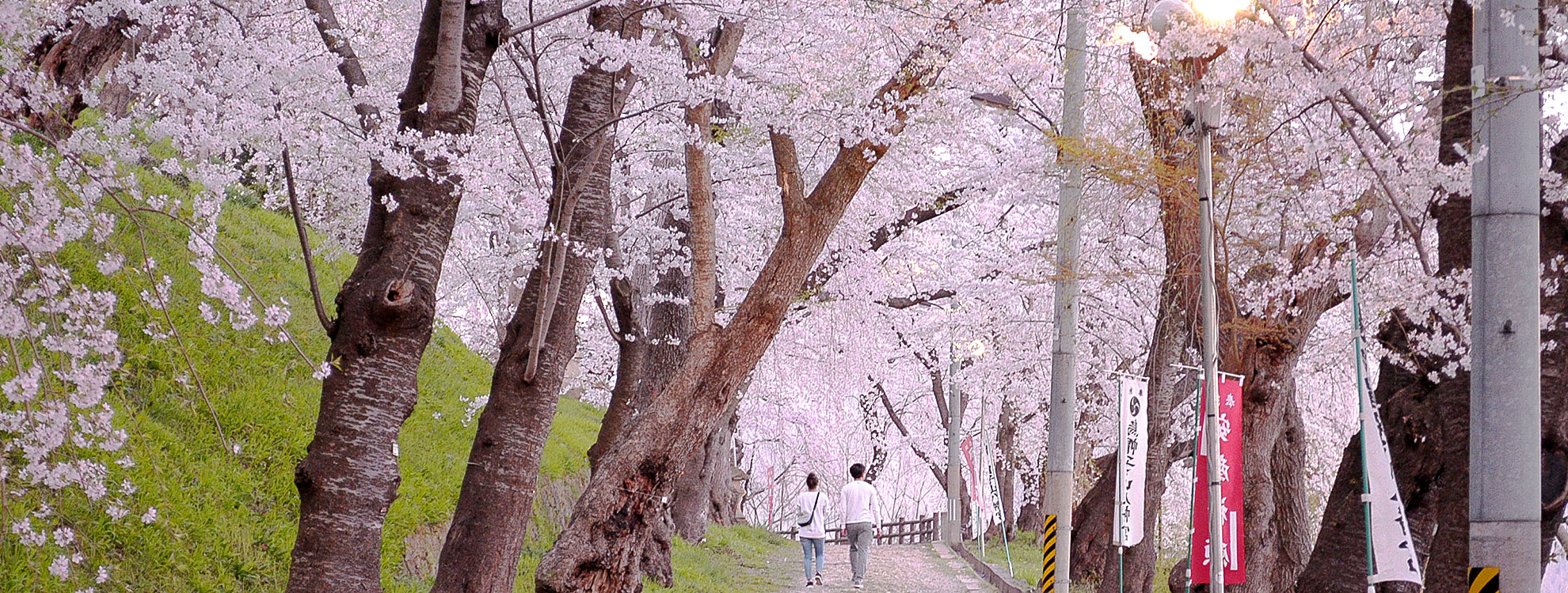 桜の名所 烏帽子山公園