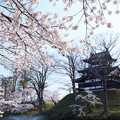 高田城址公園の桜の保全及び公園整備