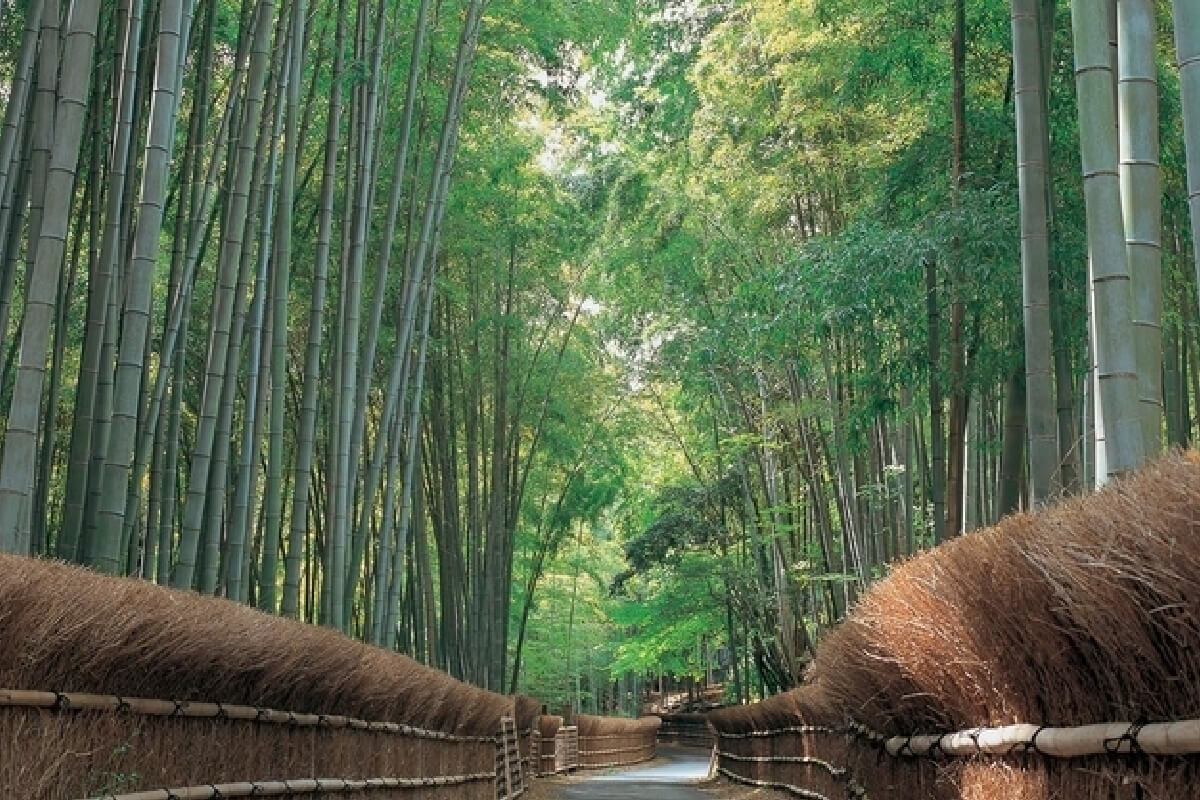 竹の京都