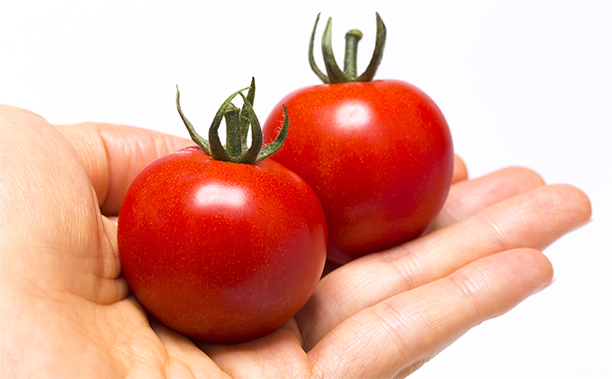【楽天市場】【ふるさと納税】桜ファームの中玉トマト『フルティカ』1.5kg 【野菜・トマト】 お届け：2021年1月上旬～2021年4月下旬